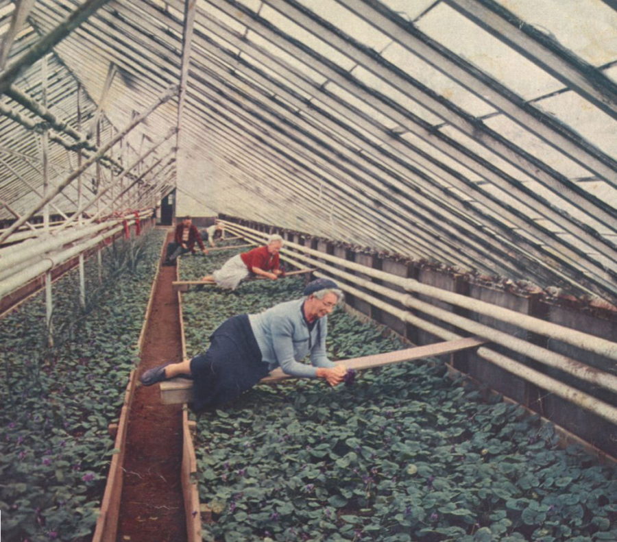Violet workers were paid $1.50-$2.00 per day for 9 hours of work. Rhinebeck growers shipped about 100,000 violets per week.