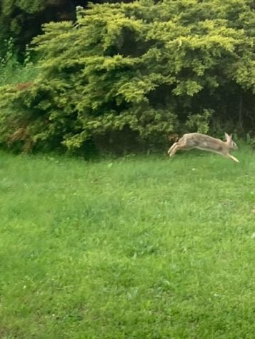 Bunny Spotting Gives Hope for a Lively Spring